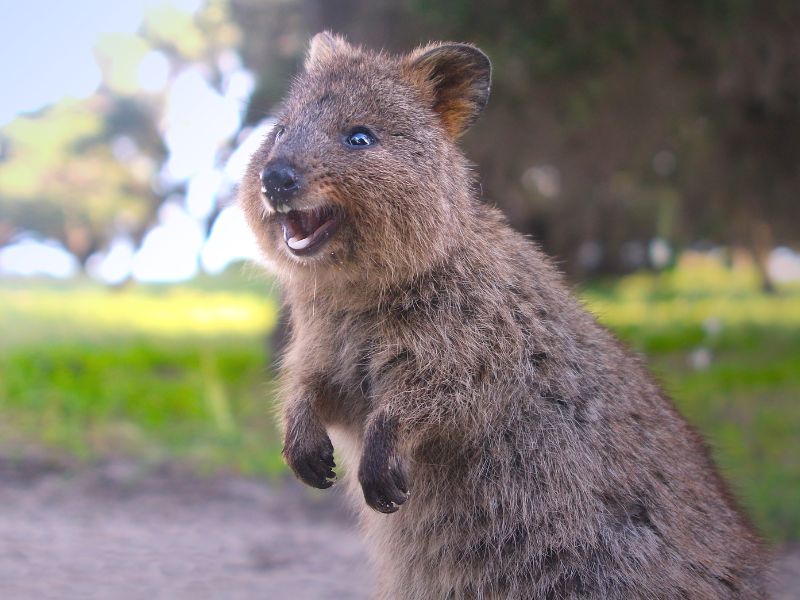 podcast para niños: el quokka